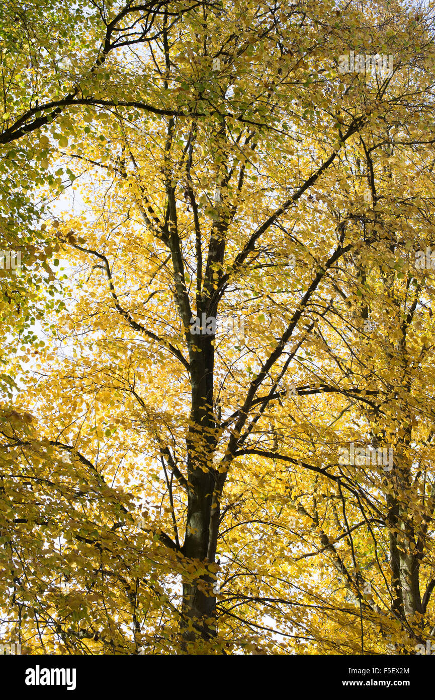 Hornbeam trees in autumn along a road in Northamptonshire, England