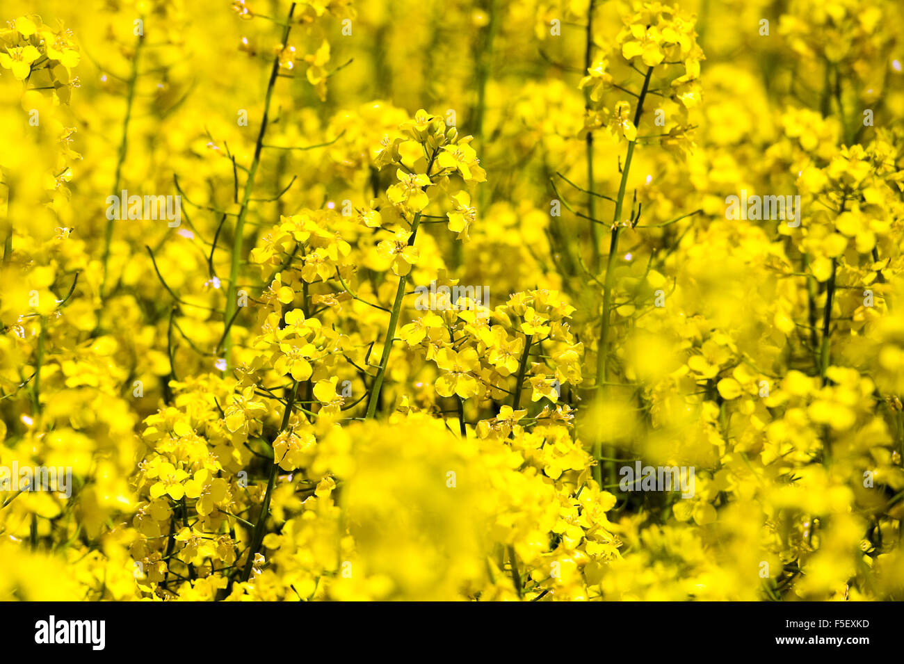 Blossoming rapeseed field. Stock Photo