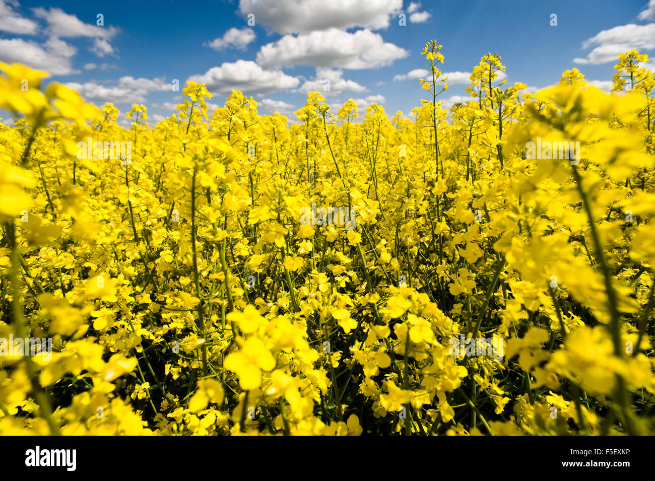 Blossoming rapeseed field with blue sky and clouds. Stock Photo