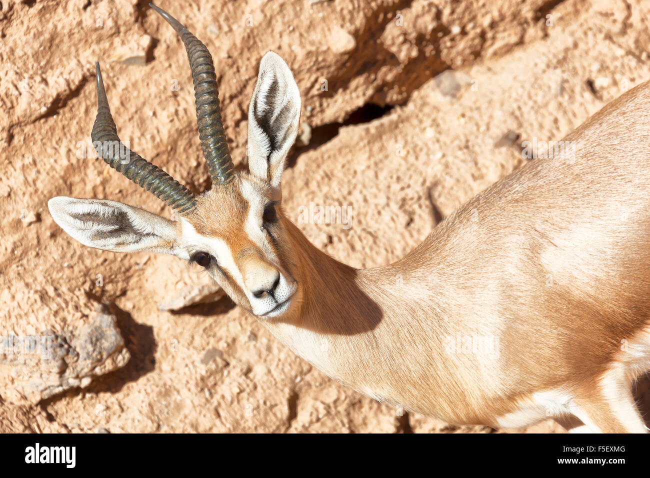 Portrait of a gazelle against clay wall. Stock Photo