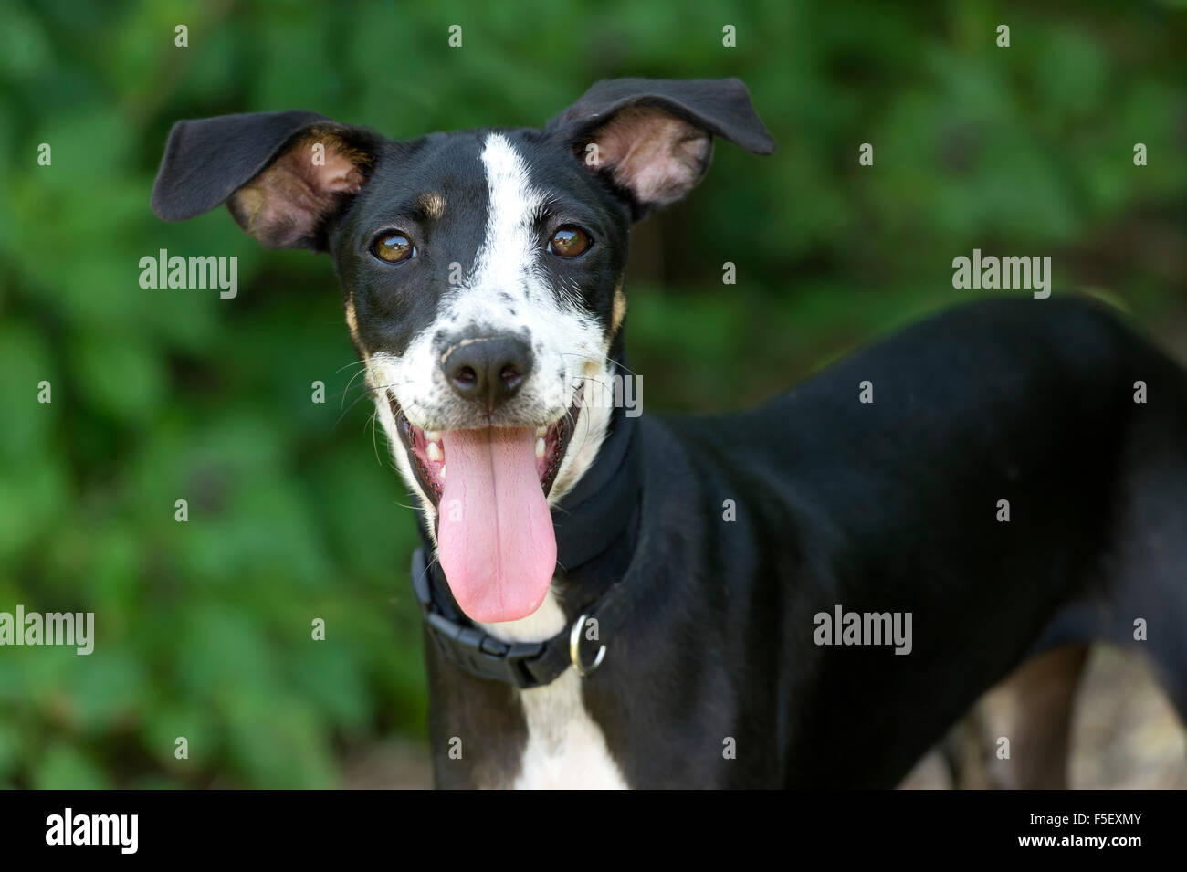 Happy dog is a very cute excited puppy dog with and big enthusiastic