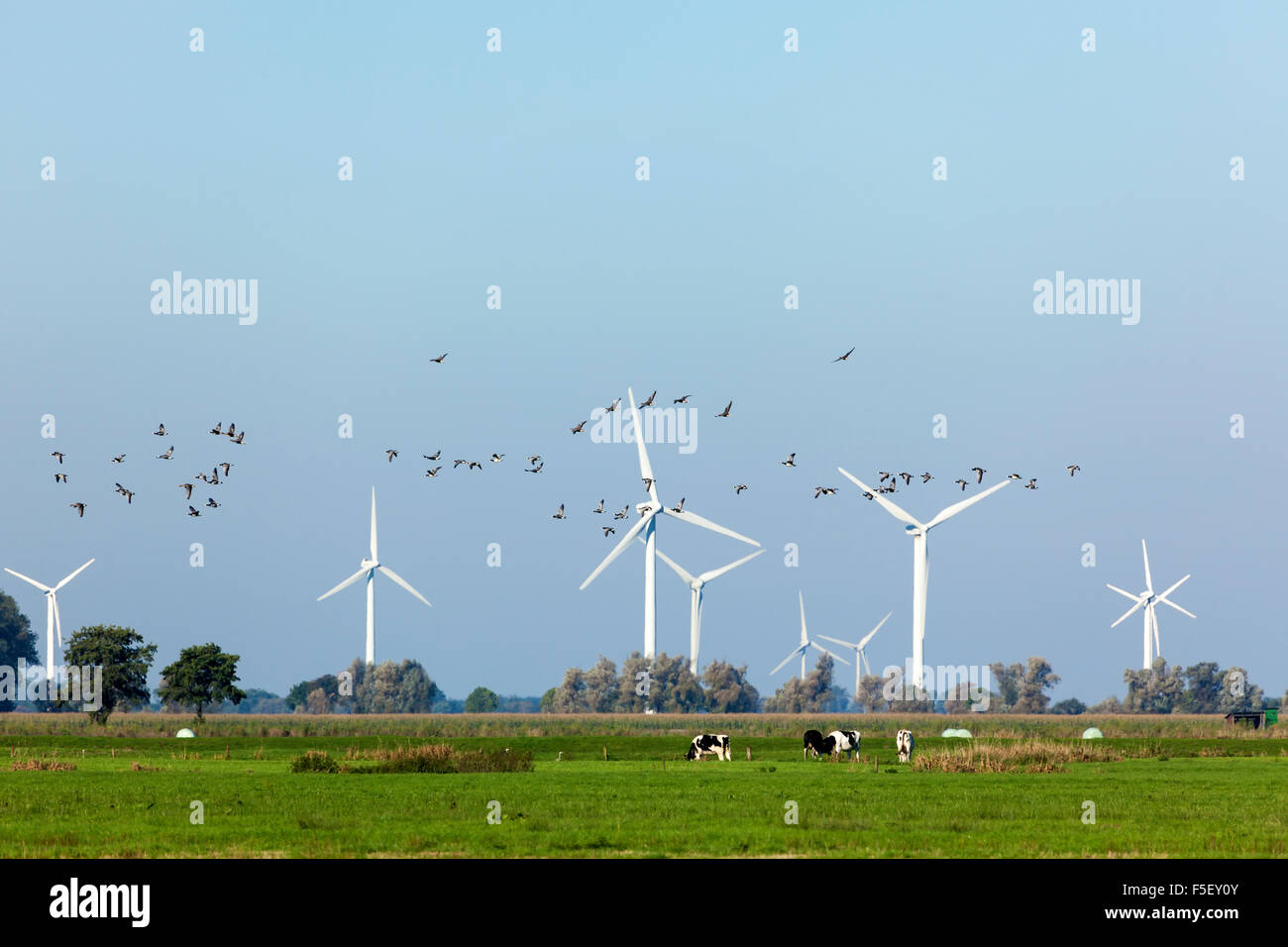Wild geese flying over northern german landscape with wind turbines Stock Photo