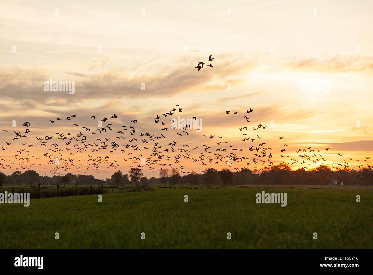 Flock of wild geese flying in sunset Stock Photo