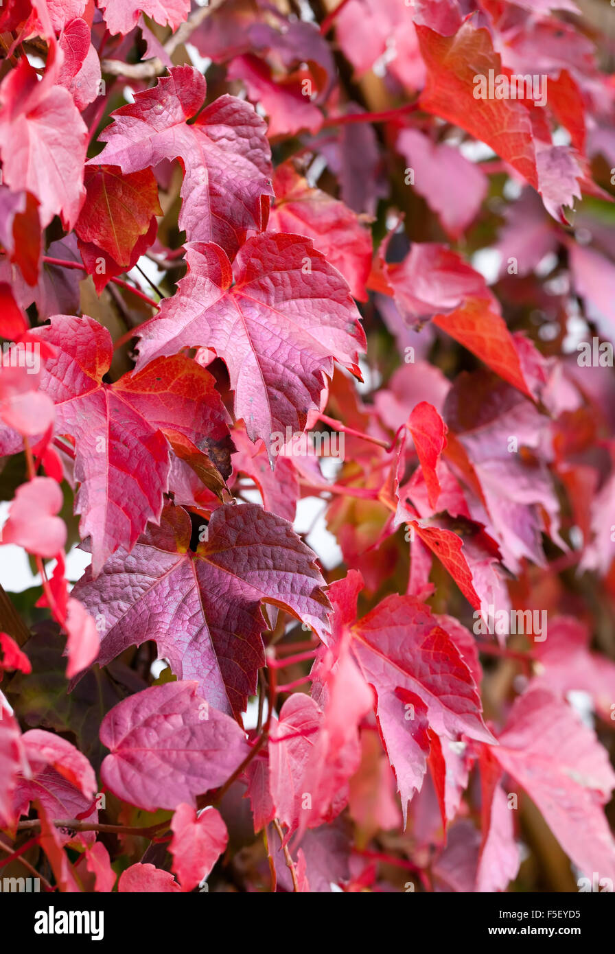 Red vine leaves hires stock photography and images Alamy