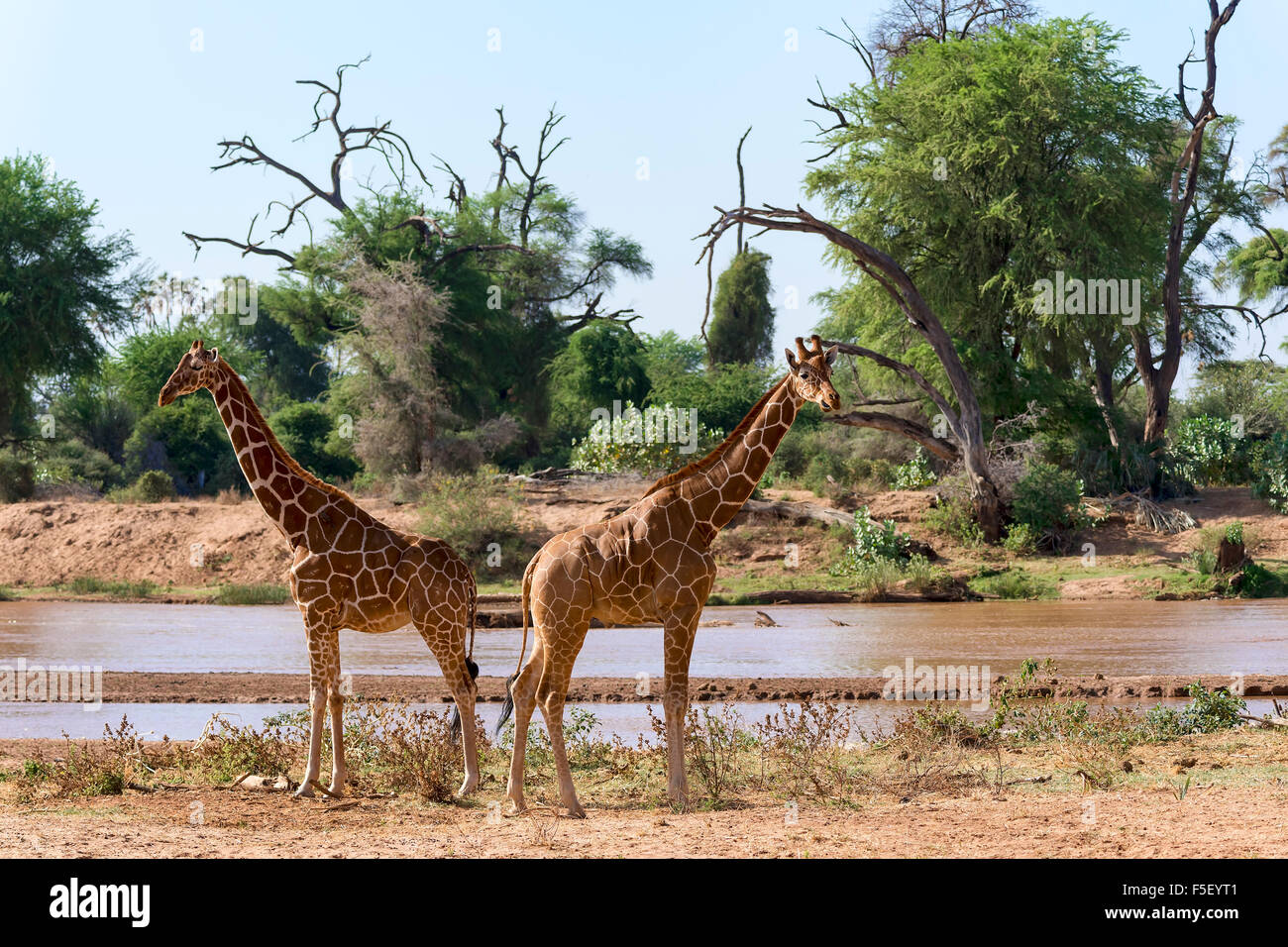Reticulated giraffe or Somali giraffes (Giraffa reticulata camelopardalis) running along river, Samburu National Reserve, Kenya Stock Photo