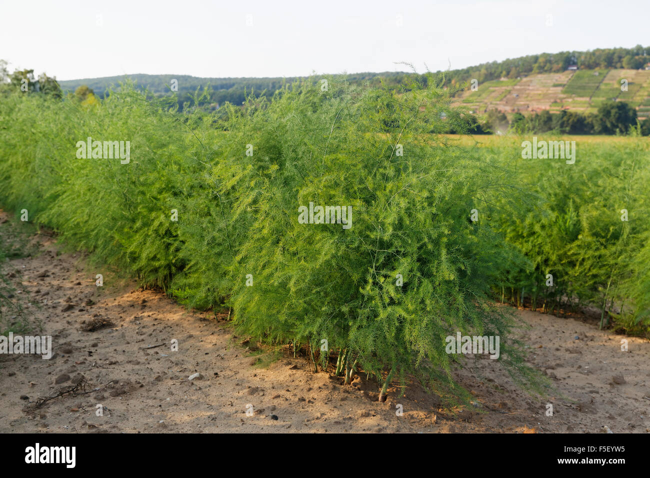 Asparagus (Asparagus officinalis) field, Lower Franconia, Franconia, Bavaria, Germany Stock Photo
