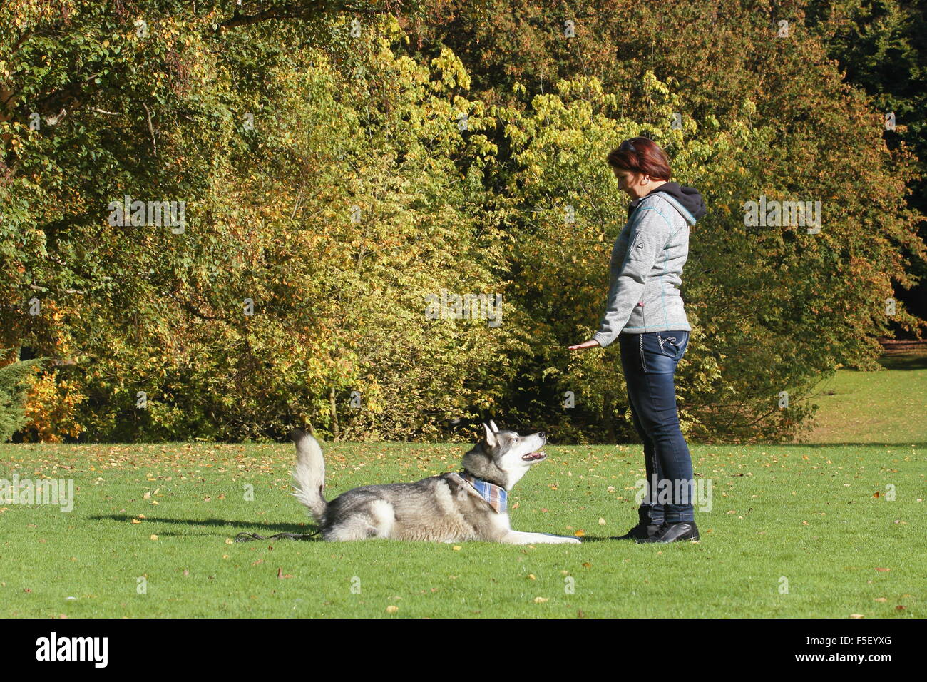 Woman practicing with Siberian Husky crossbreed, North Rhine-Westphalia, Germany Stock Photo