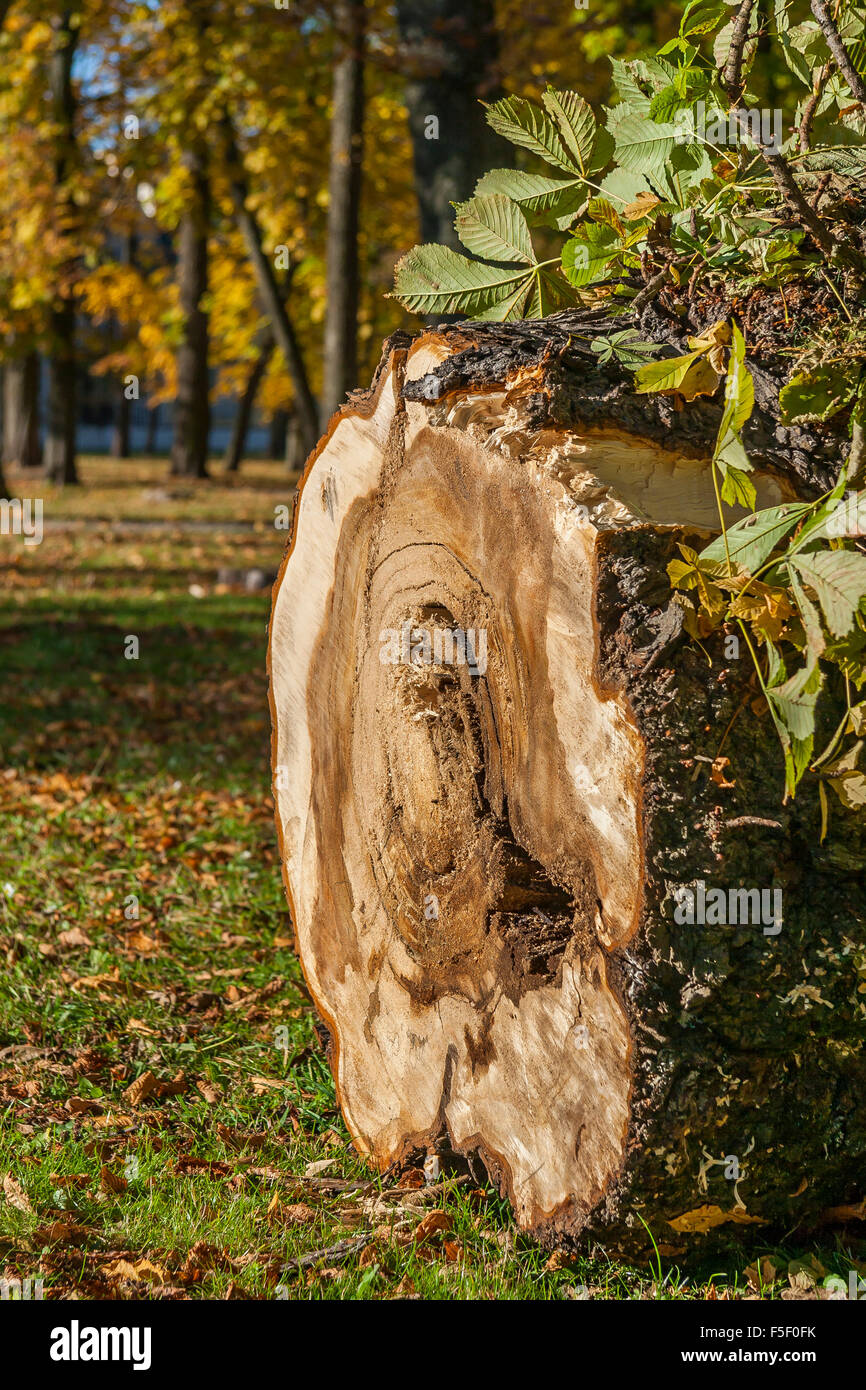 Close-up Of Cut Chestnut Tree Stump Stock Photo