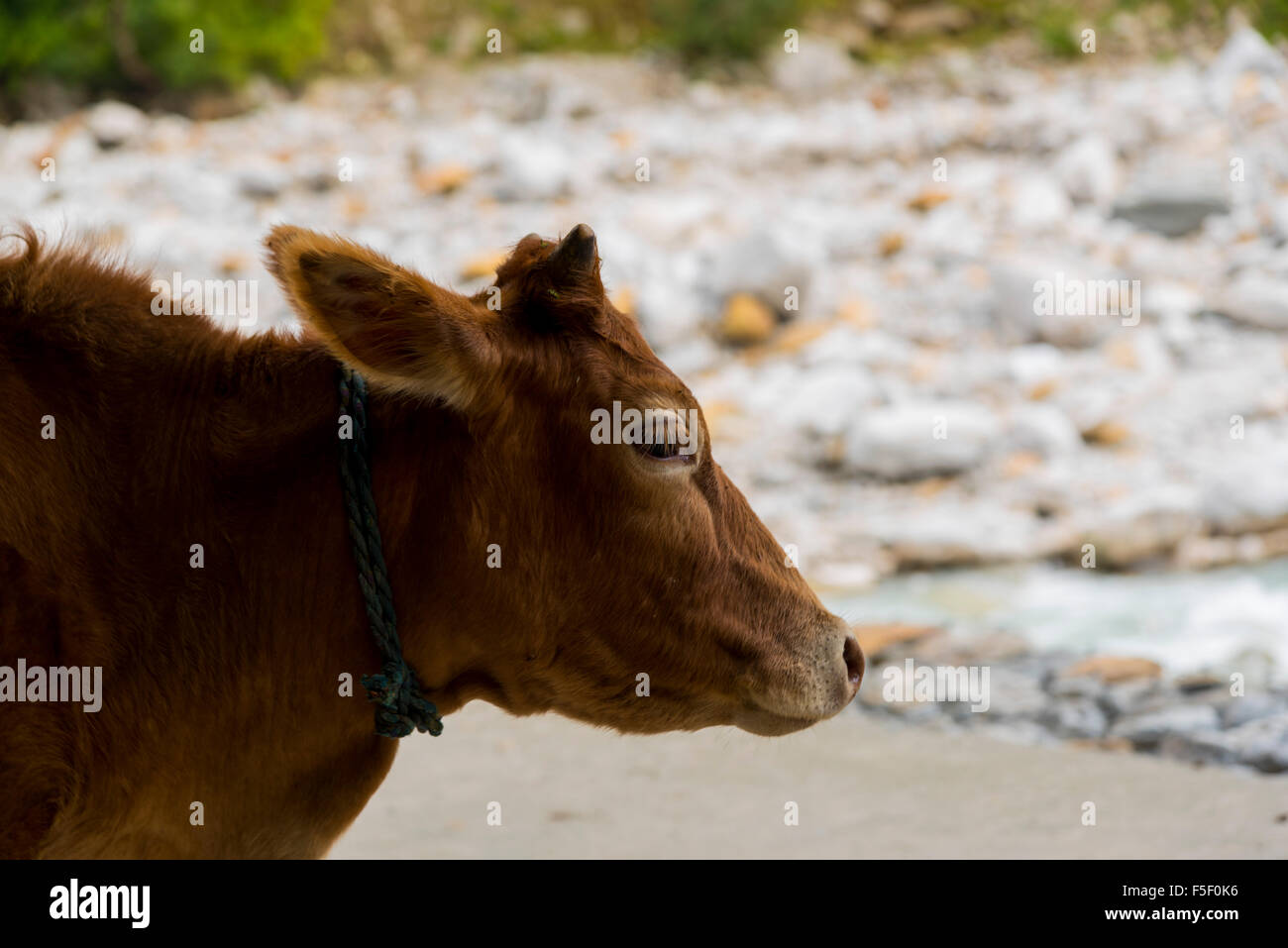 innocent Indian brown color cow face stands in front of ganga river in chamoli district near badrinath, Uttrakhand, India asia Stock Photo