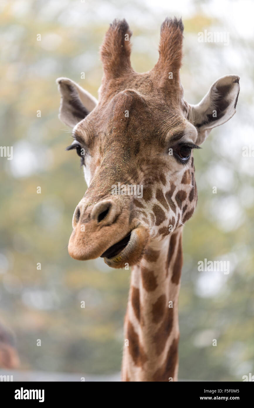Giraffe at Dudley Zoo West Midlands UK Stock Photo