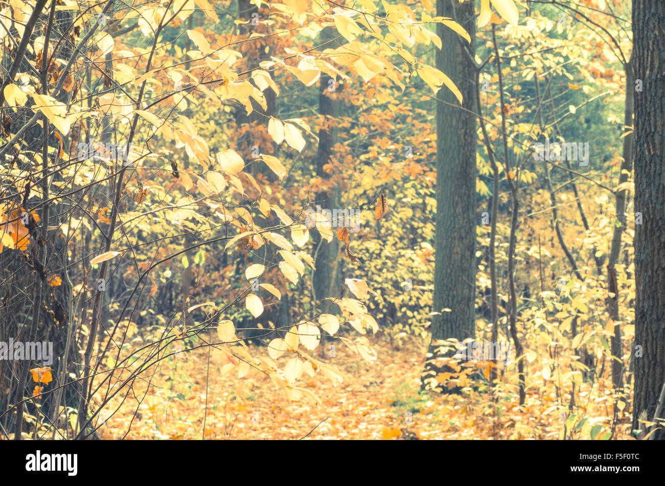 trees in fall forest Stock Photo - Alamy