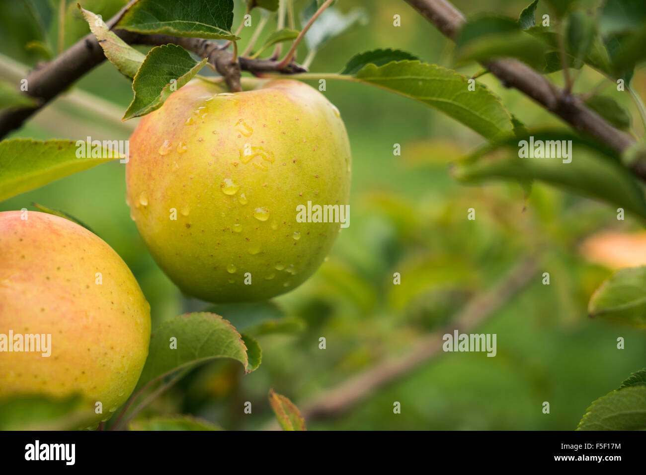 Rain drops clinging to the side of an apple Stock Photo