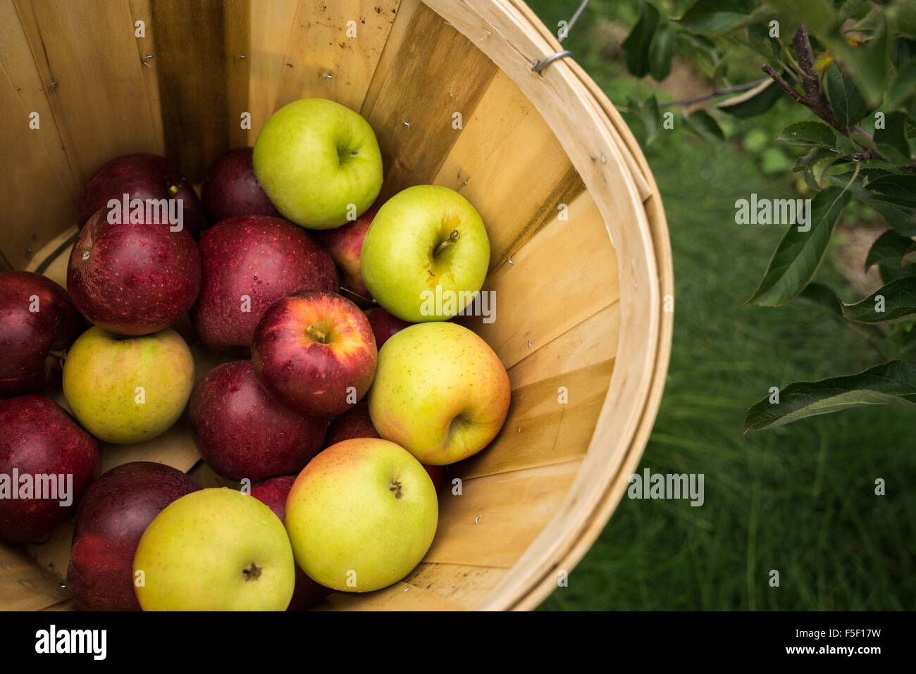 A bushel of multicolored apples being picked at an orchard Stock Photo