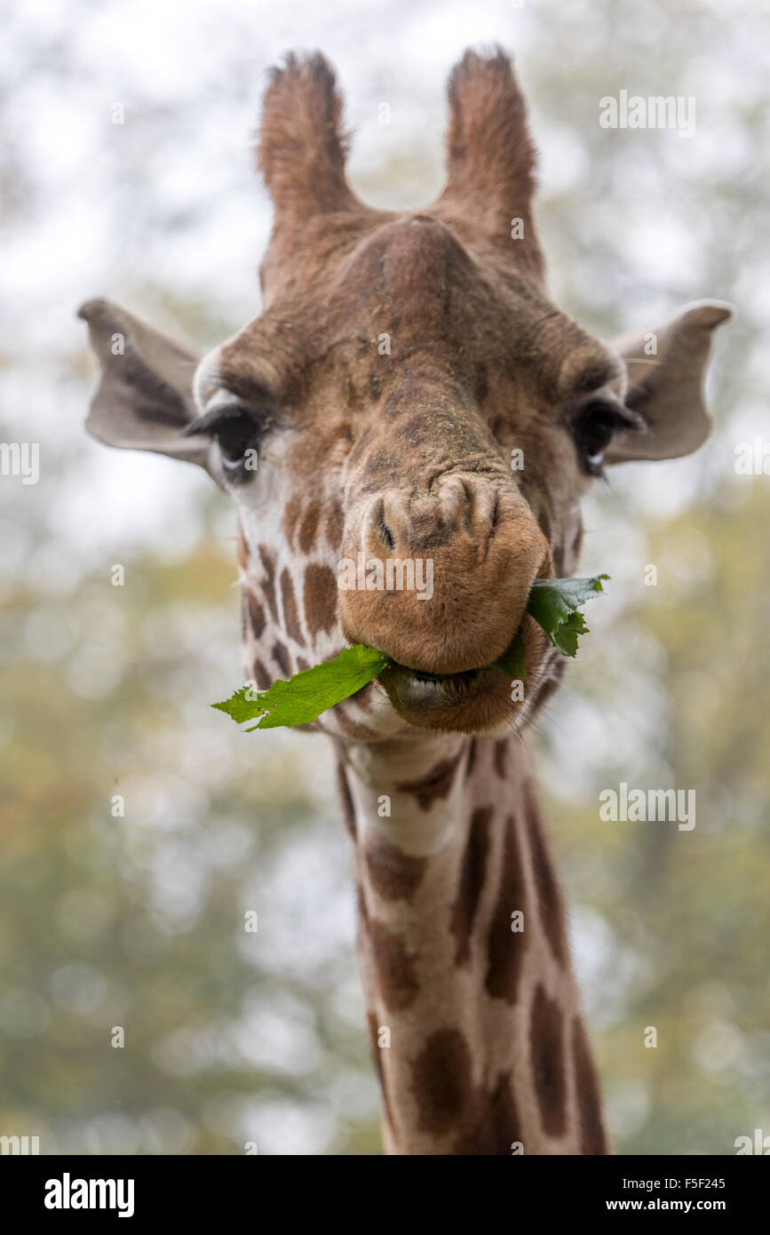 A Giraffe eating leaves at Dudley Zoo West Midlands UK Stock Photo