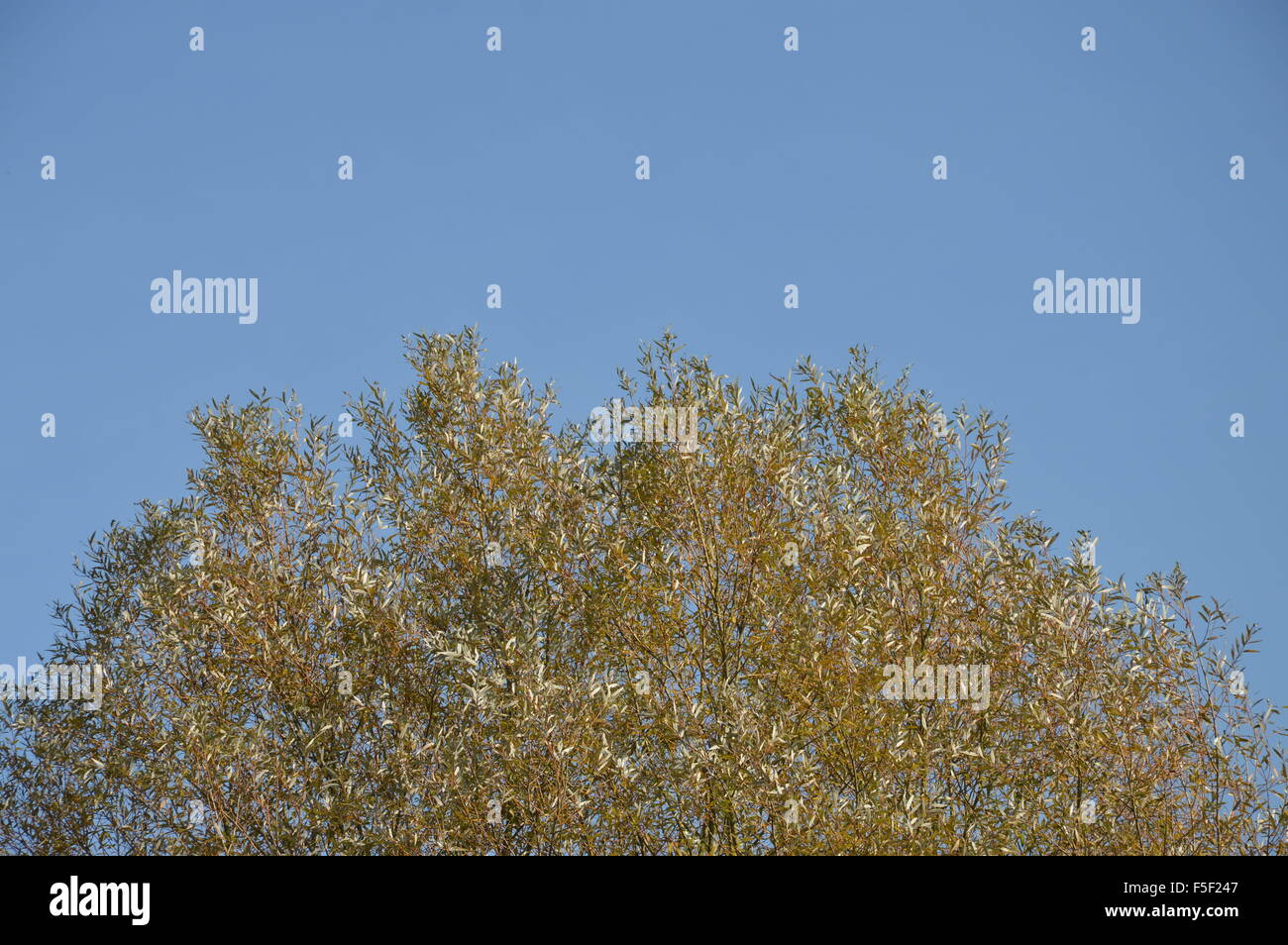 The autumn leaves on a tree on a blue backgrounds of the sky Stock ...