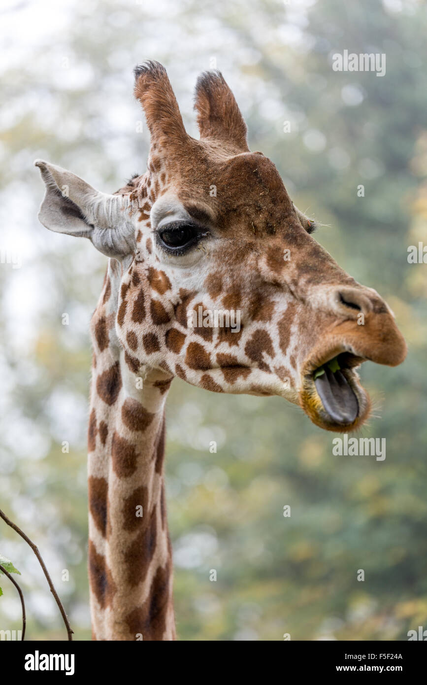 Giraffe at Dudley Zoo West Midlands UK Stock Photo