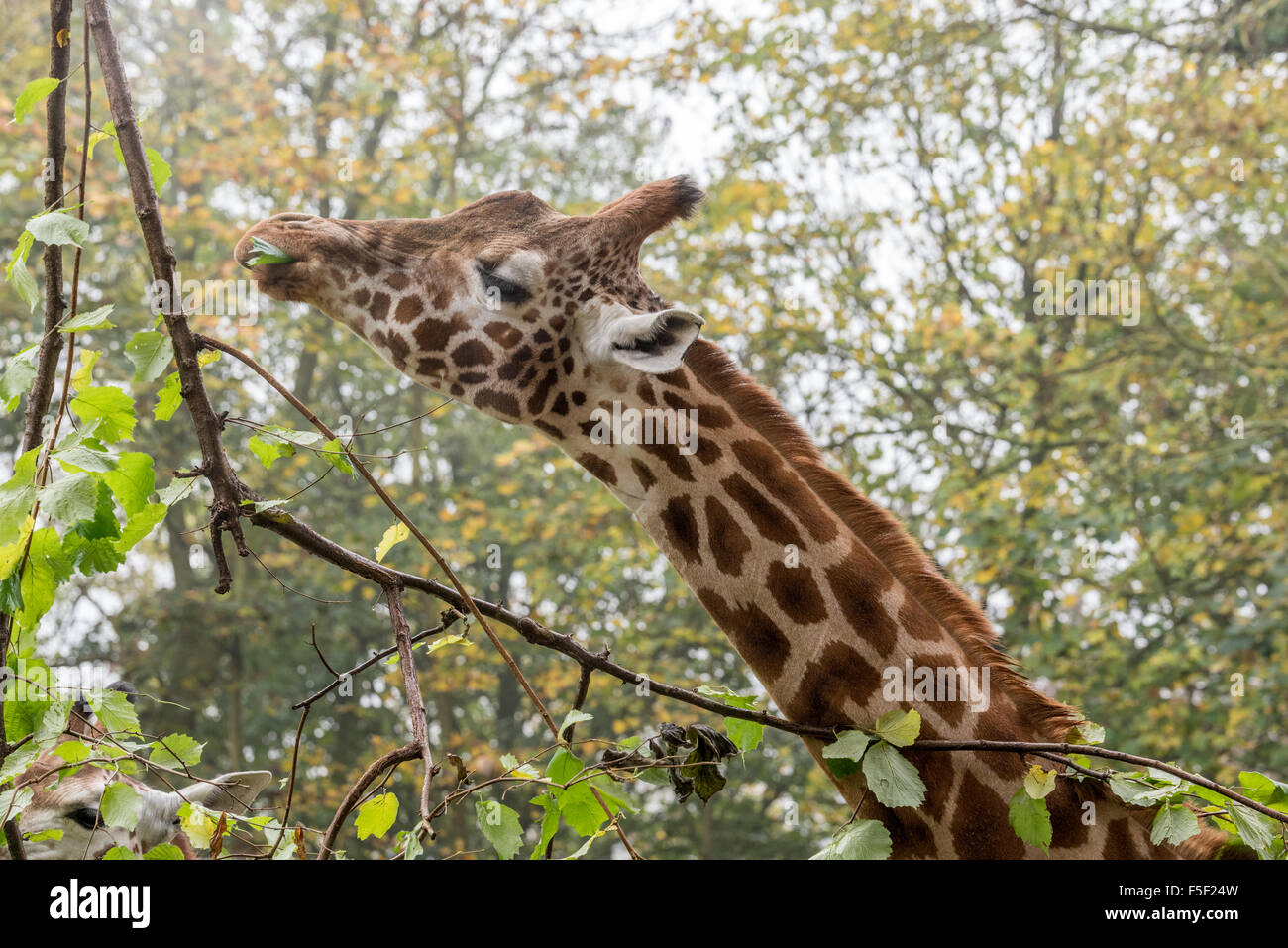 A Giraffe eating leaves at Dudley Zoo West Midlands UK Stock Photo