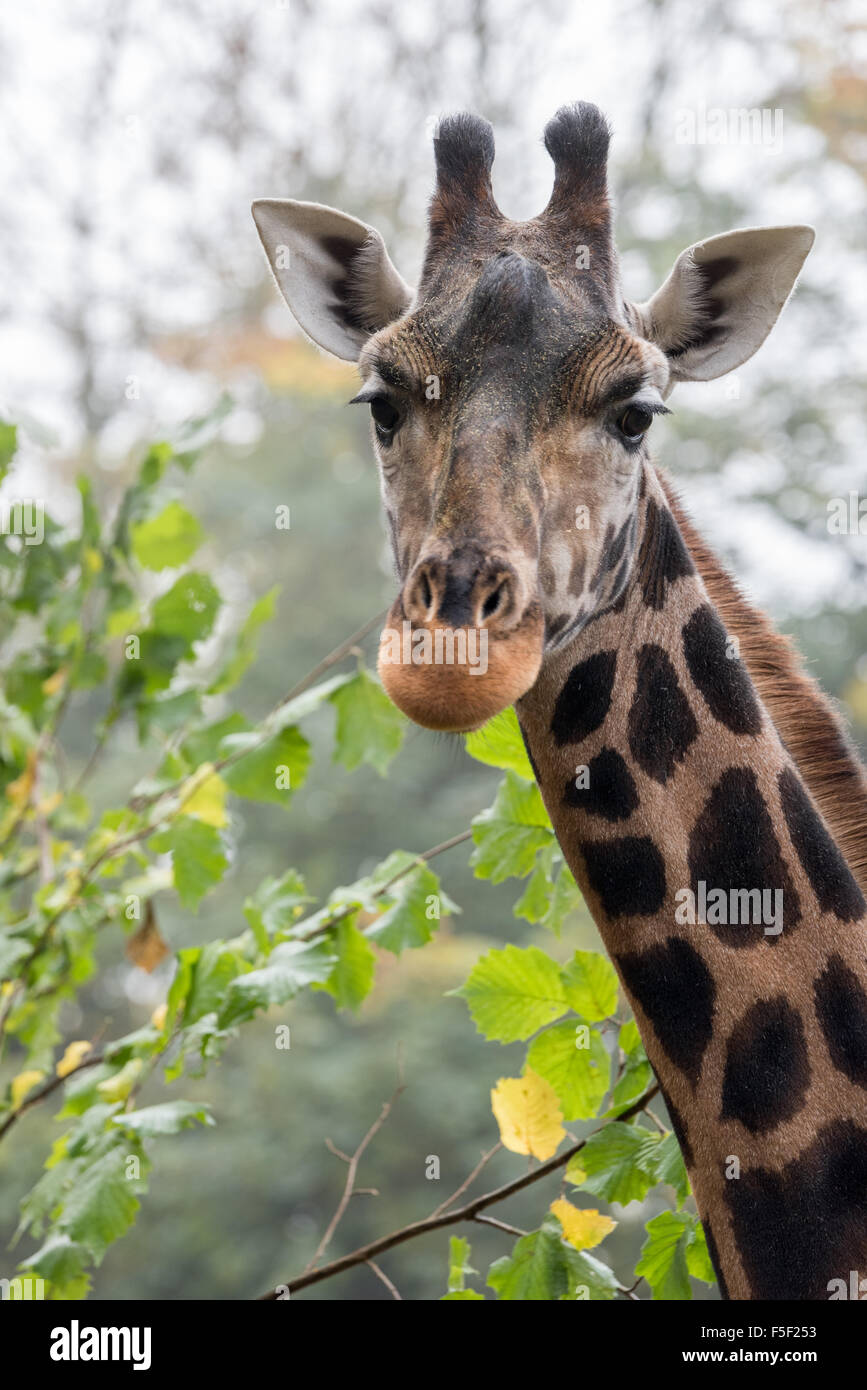 A Giraffe at Dudley Zoo West Midlands UK Stock Photo