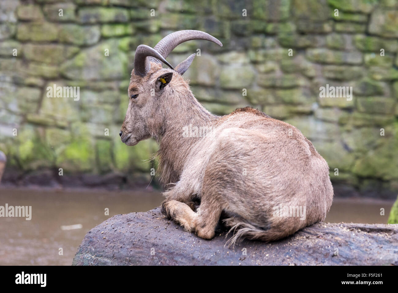 Barbary sheep at Dudley Zoo West Midlands UK Stock Photo