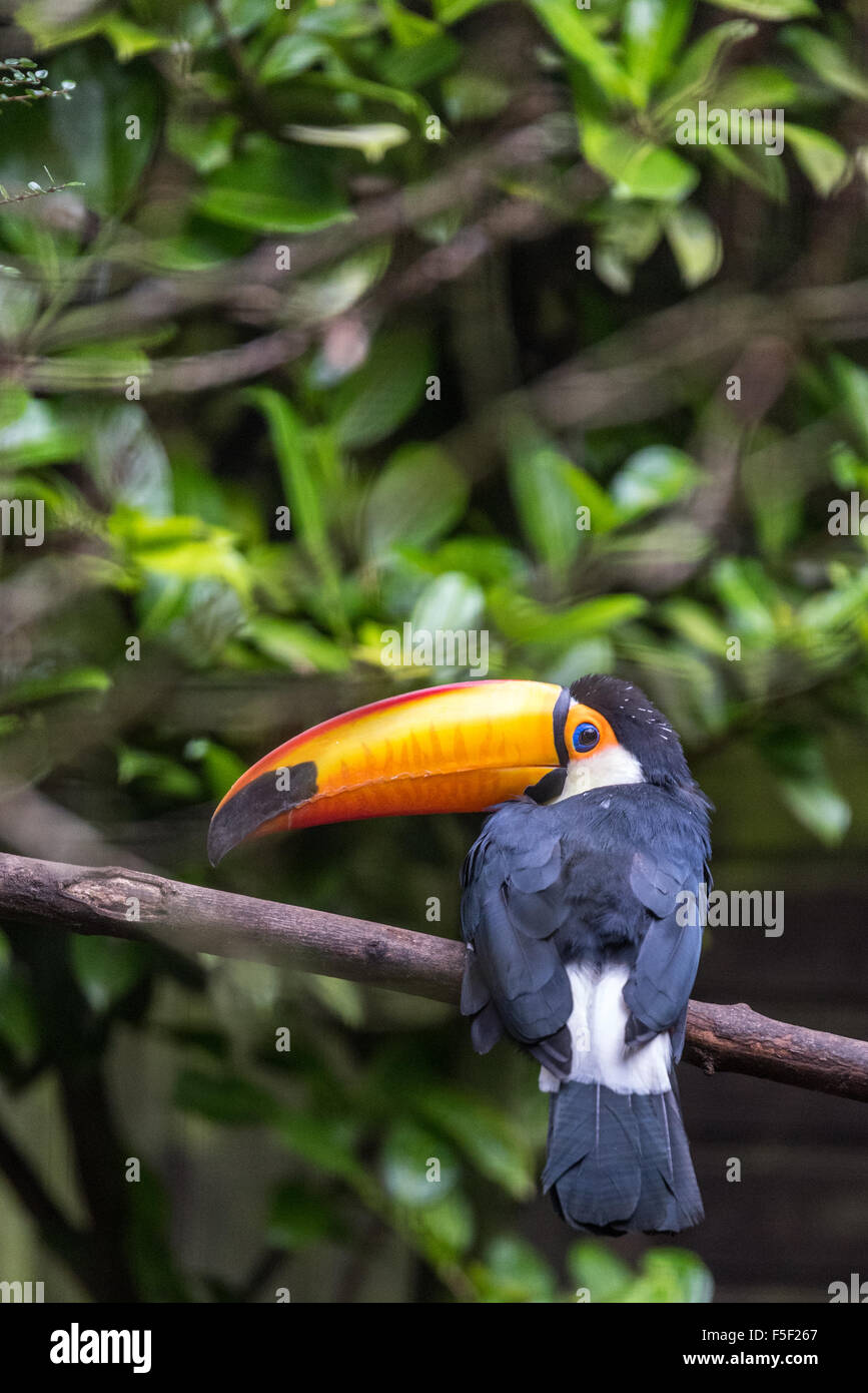 A Toucan sitting on a branch at Dudley Zoo West Midlands UK Stock Photo