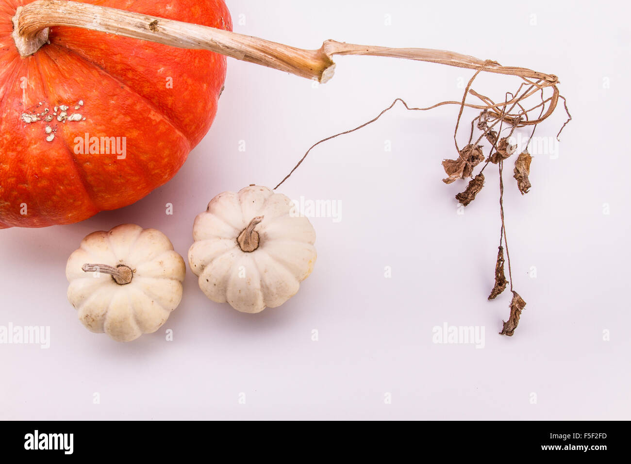 Three pumpkins sitting on a white studio background Stock Photo - Alamy