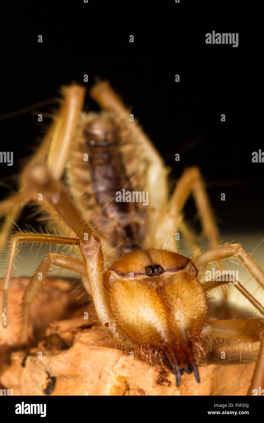 A closeup image of wind scorpion Stock Photo