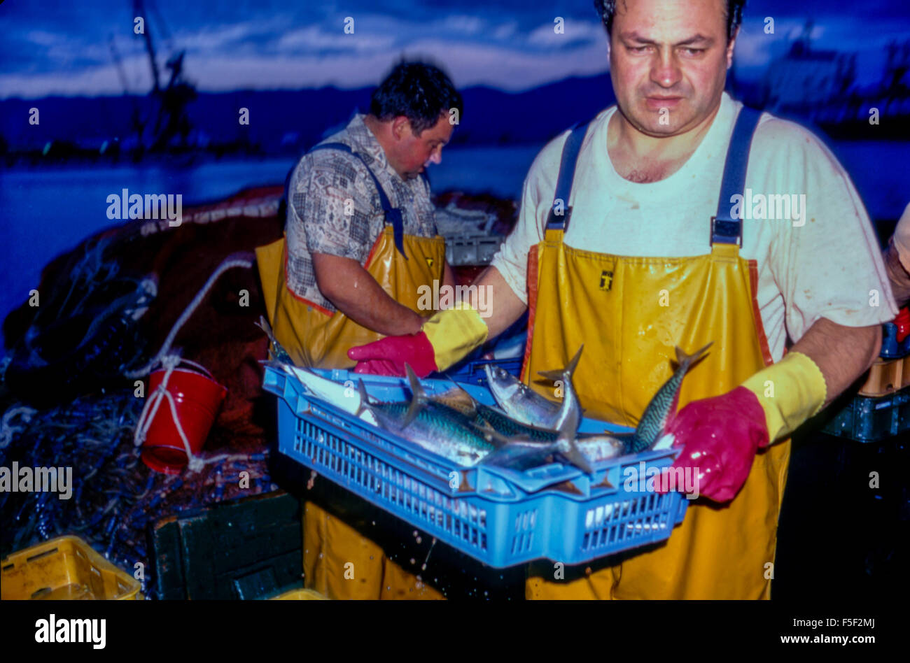 90 / 5000 Výsledky překladu Fishermen in the morning unload the catch from the boat, fresh fish caught at night, Croatian port of Rijeka Stock Photo