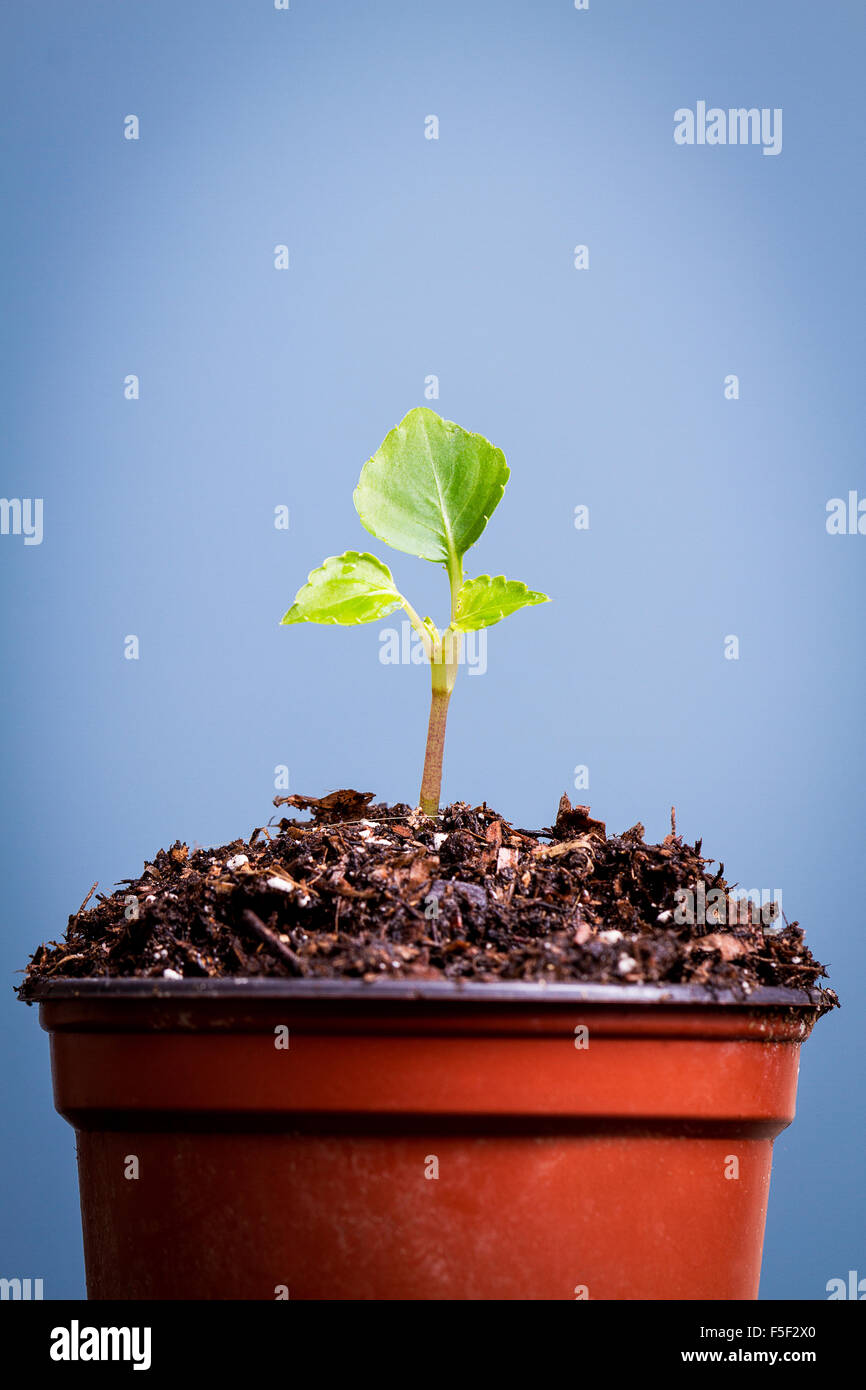 A seedling growing out of a pot on a blue background Stock Photo