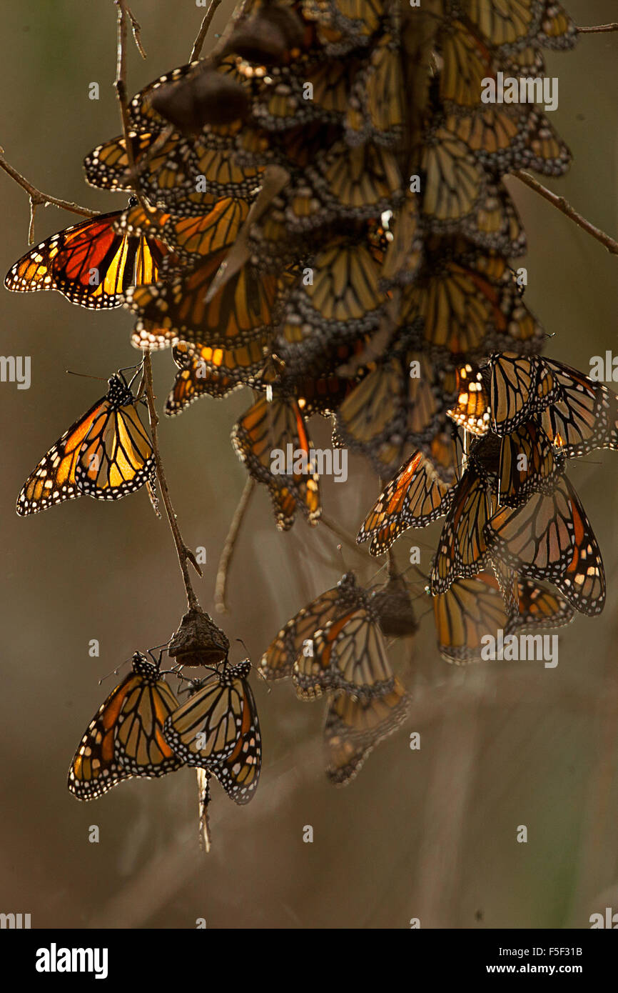 A cluster of Monarch Butterflies huddles together for warmth Stock Photo