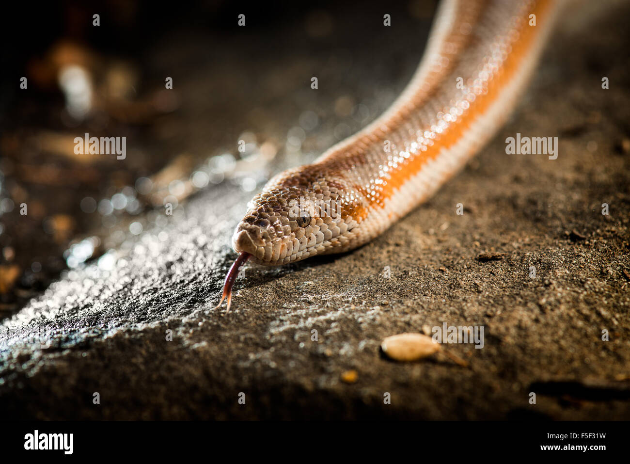 A rosy boa slithering across a rock Stock Photo