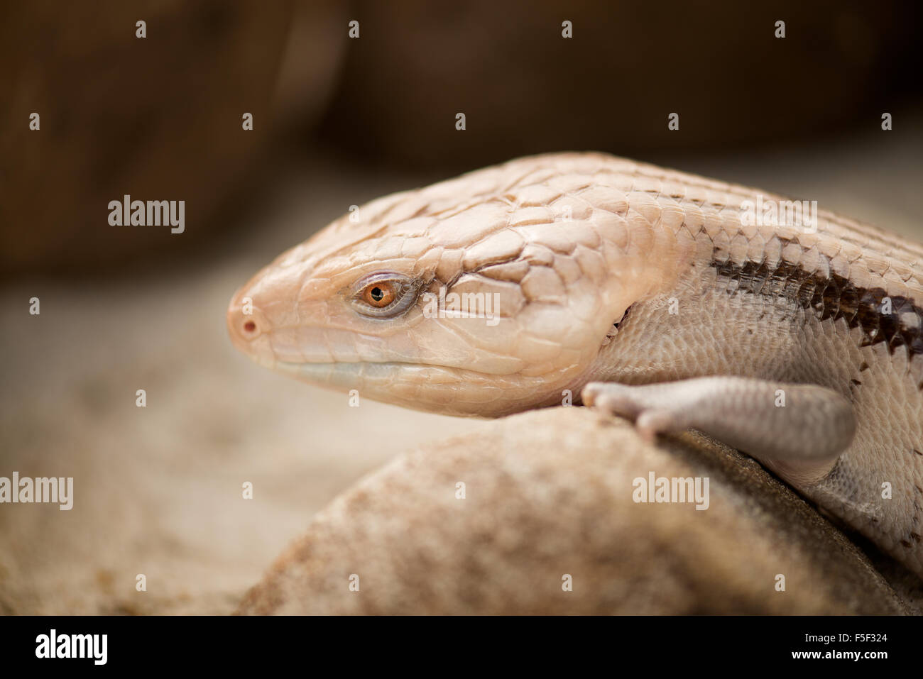 A blue tongued skink suns itself on a rock for warmth Stock Photo