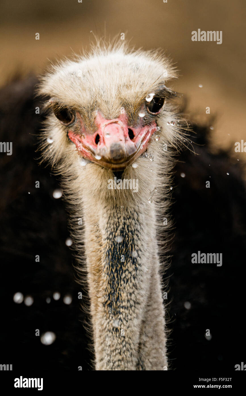 An ostrich raising its neck after taking a drink of water Stock Photo