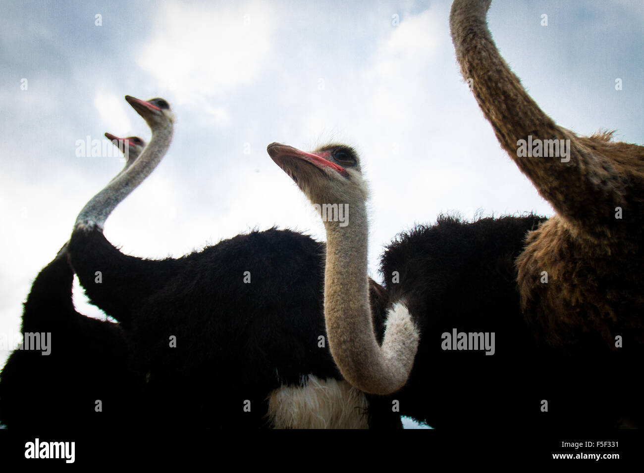 A group of ostriches stretching their necks toward the sky Stock Photo