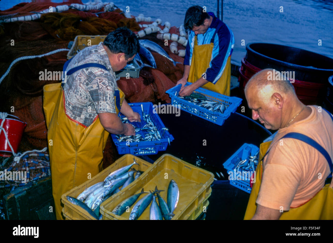 90 / 5000 Výsledky překladu Fishermen in the morning unload the catch from the boat, fresh fish caught at night, Croatian port of Rijeka Stock Photo