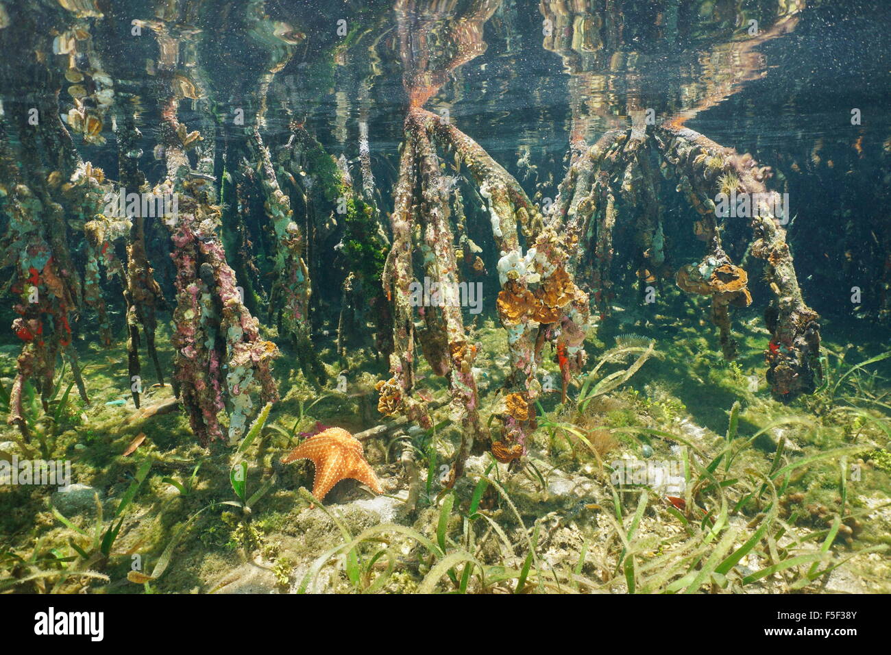 Mangrove tree roots underwater ecosystem, Caribbean sea, Central America Stock Photo