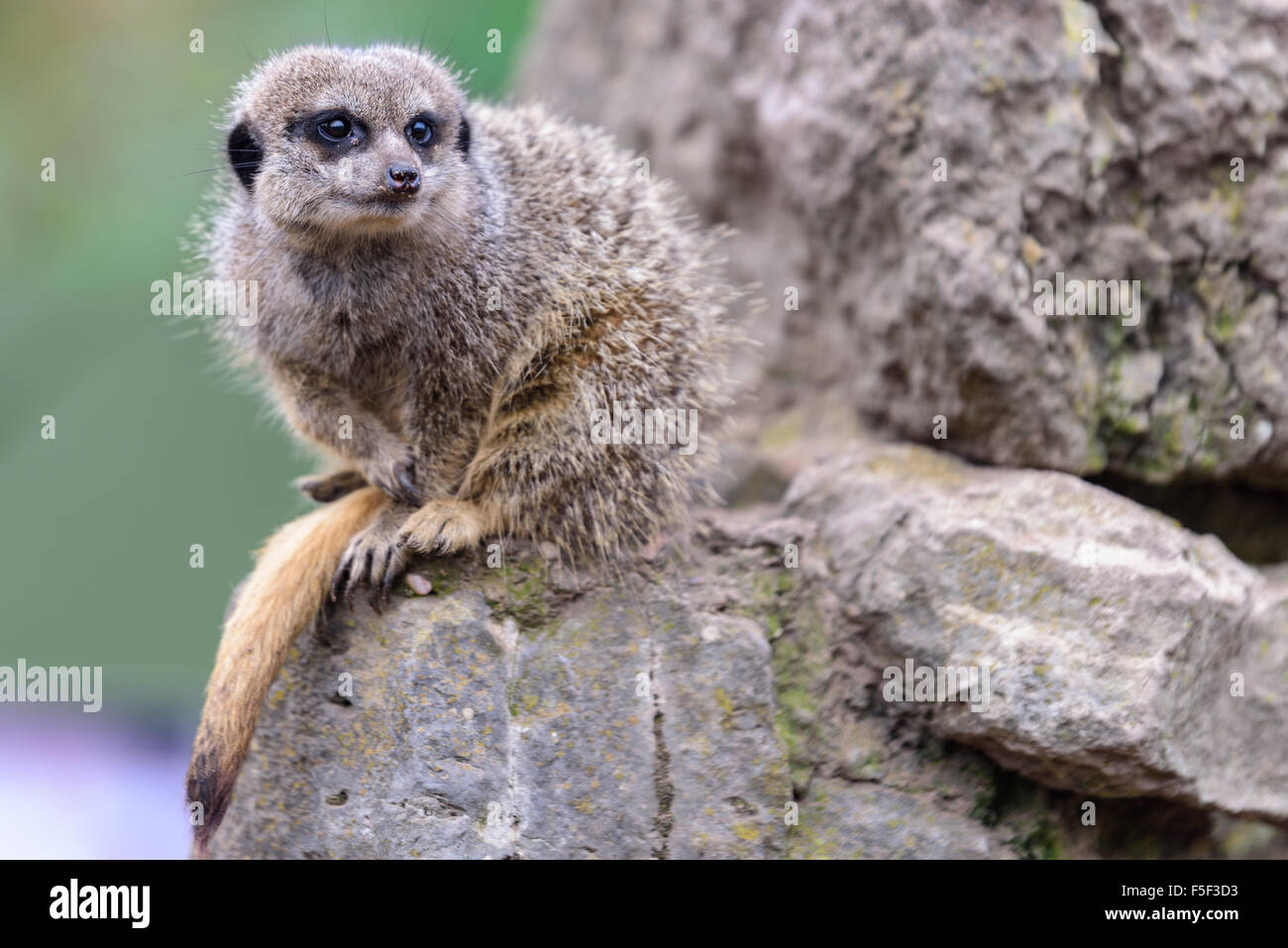Meerkats sitting on rocks at Dudley Zoo West Midlands UK Stock Photo