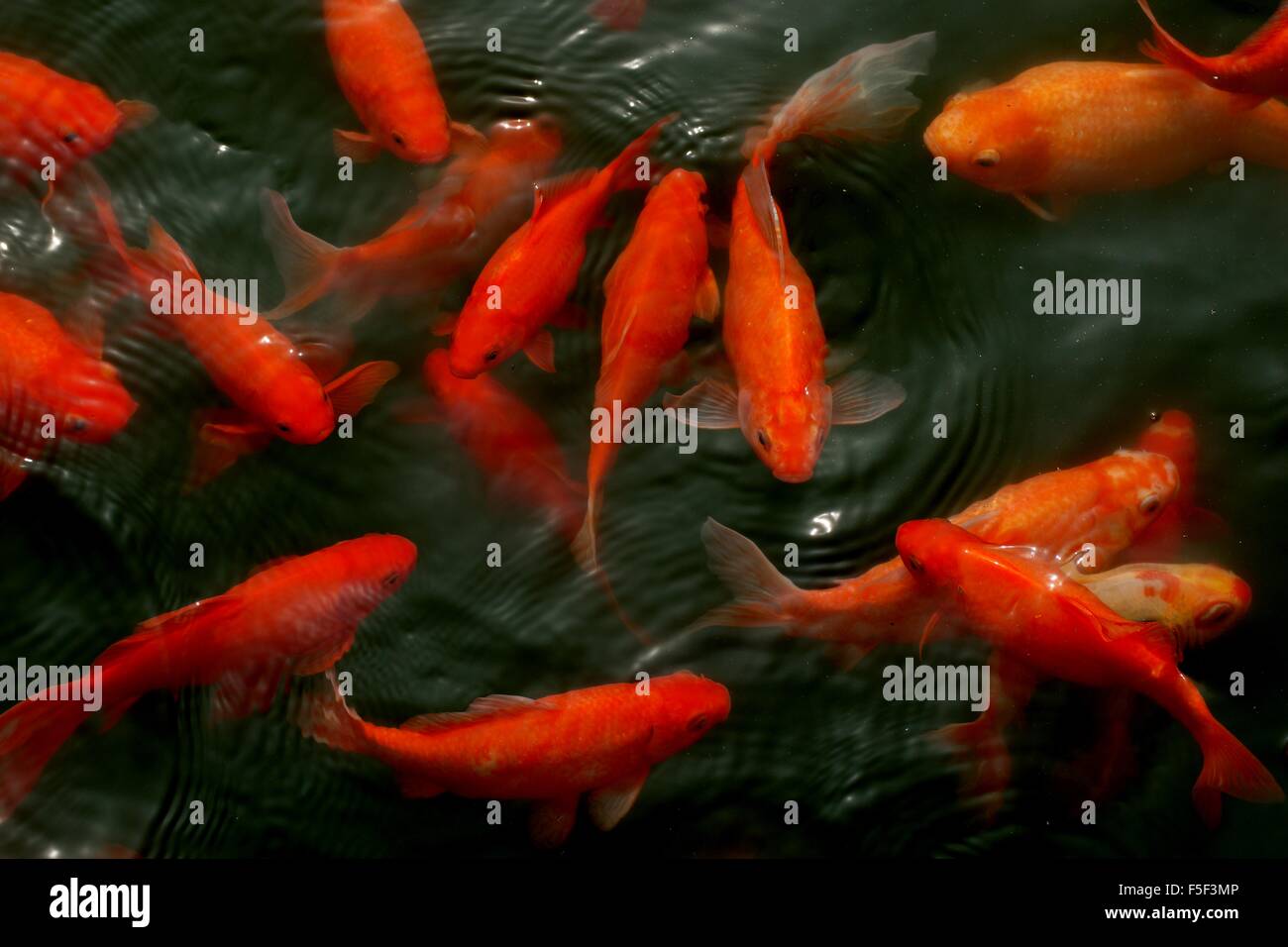 Freshwater fish of china hi-res stock photography and images - Alamy