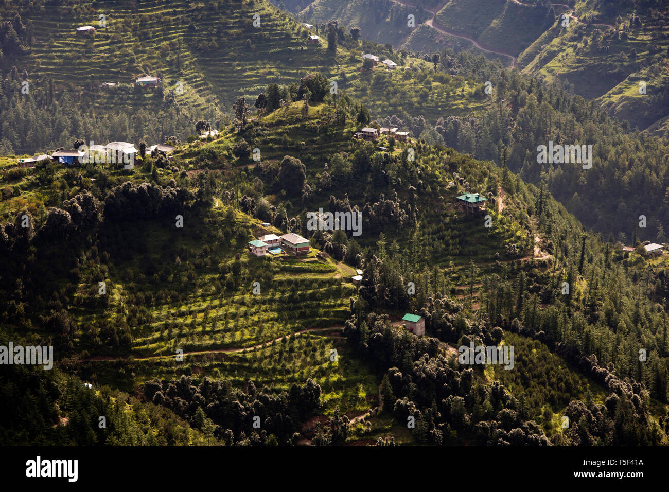 India, Himachal Pradesh, Shimla (Simla), terraced apple orchards on steep hillside Stock Photo