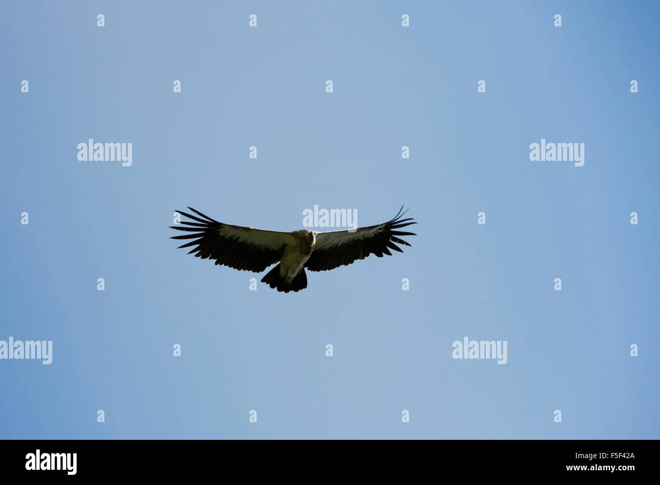 India, Himachal Pradesh, Shimla (Simla), wildlife Himalayan griffon vulture Gyps himalayensis in flight Stock Photo