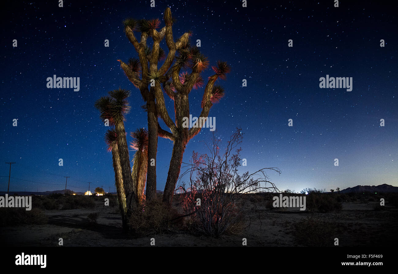 A joshua tree cactus illuminated at night Stock Photo