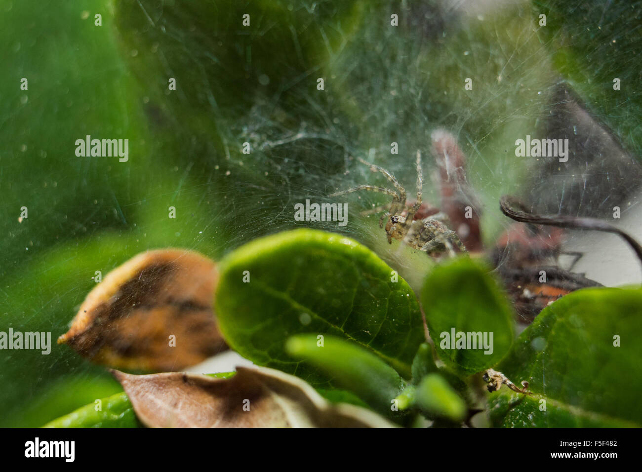 A spider sitting in a web nestled between green leaves Stock Photo