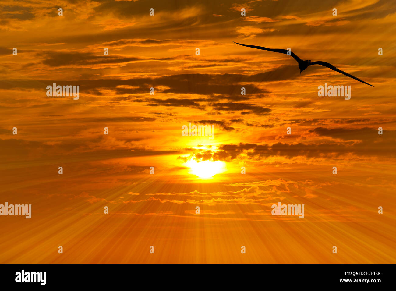 Bird flying silhouette with an orange and yellow sunset beaming in the background Stock Photo