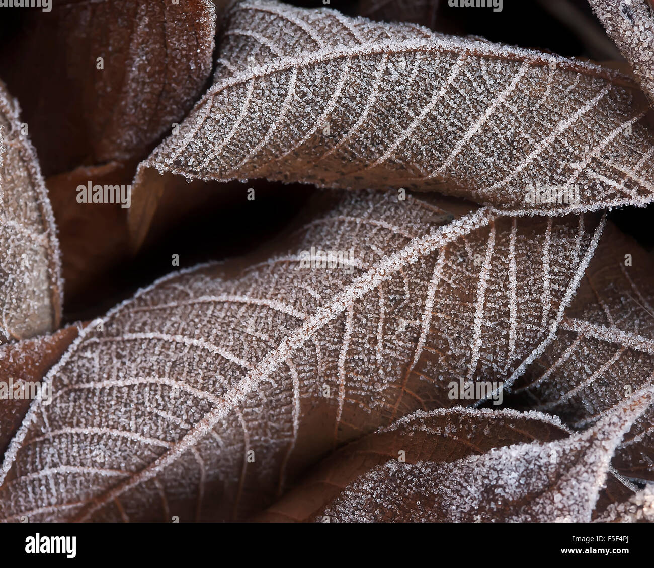 Autumn leaves covered with frost closeup Stock Photo