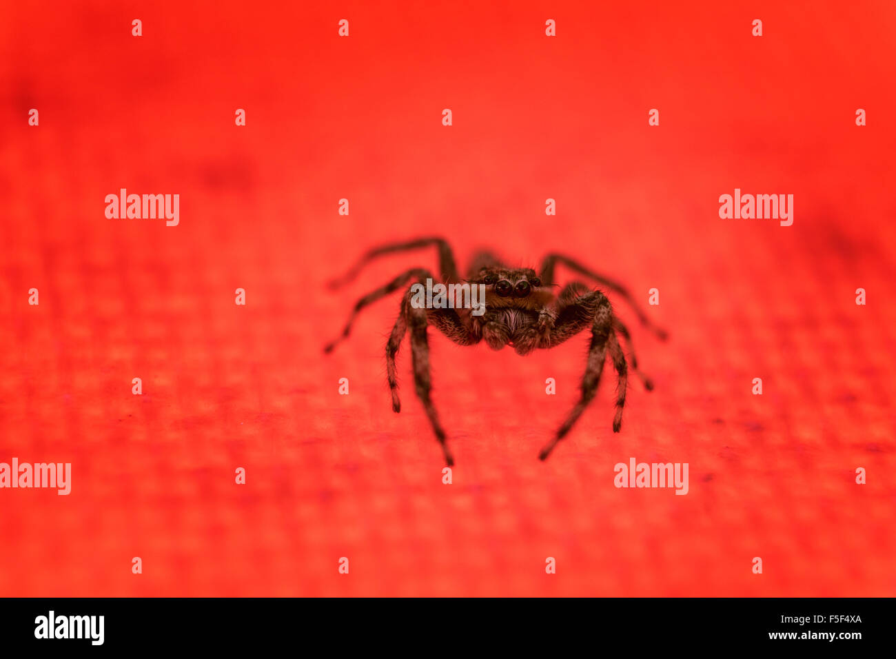 A jumping spider curiously staring at the camera Stock Photo