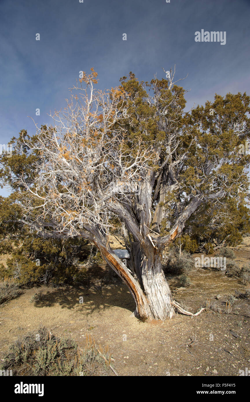 Bristlecone Pine (Pinus aristata), Irish Canyon, Colorado, USA Stock Photo
