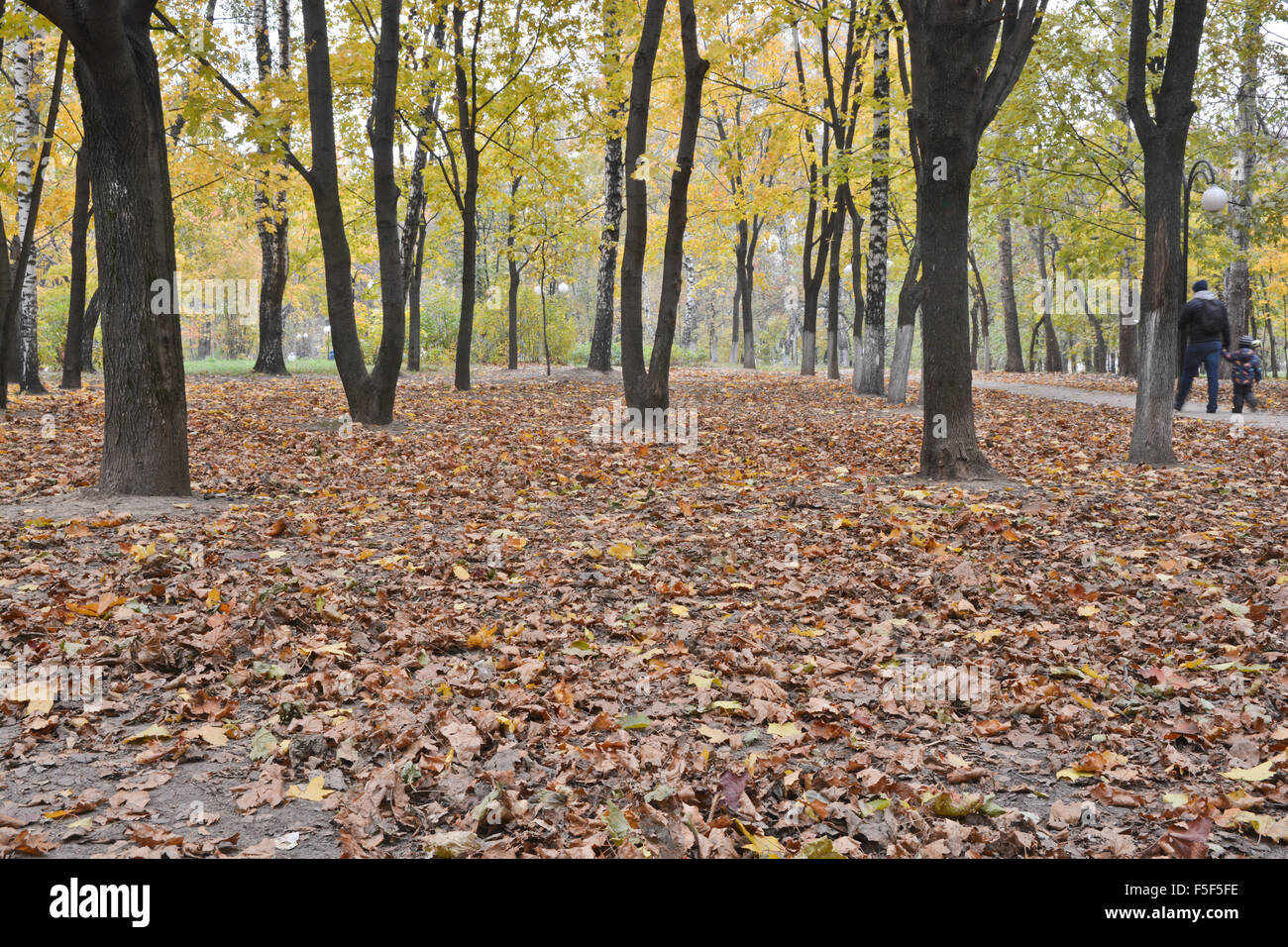 Fallen leaves in autumn Park. October in the city Park when the fall leaves. Stock Photo