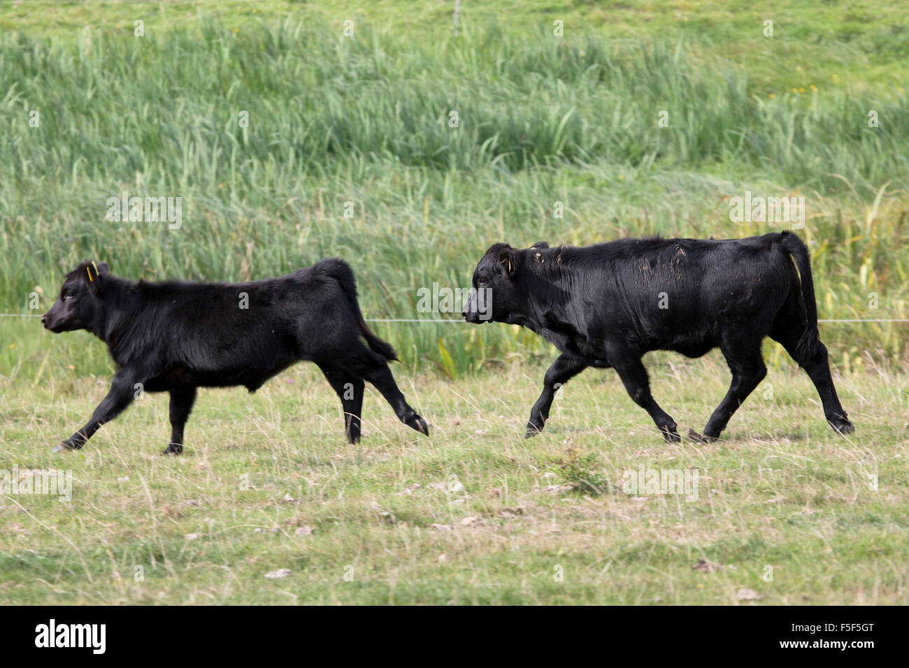 Dexter Cattle; Two Walking; Cornwall; UK Stock Photo