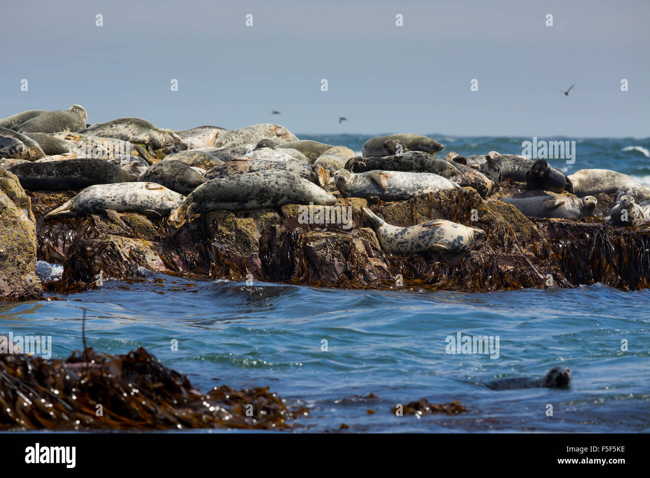 Grey Seal; Halichoerus grypus Herd; Farne Islands; UK Stock Photo