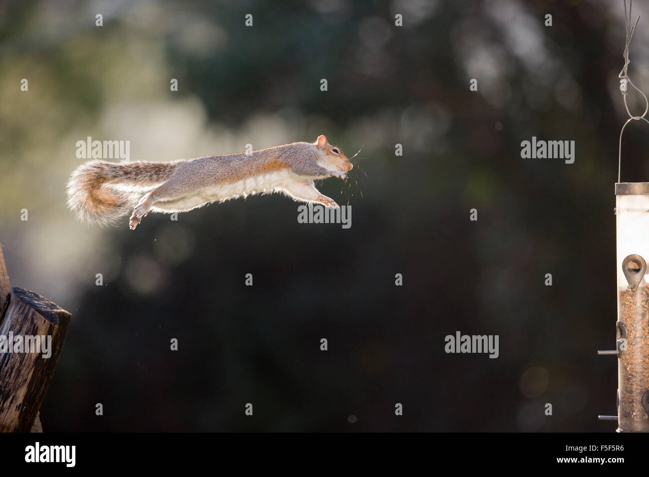 Grey Squirrel; Sciurus carolinensis Single Jumping to Feeder; Cornwall; UK Stock Photo Alamy