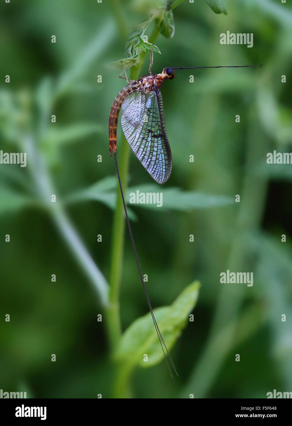 Drake Mackerel Fly on the stretch Stock Photo - Alamy